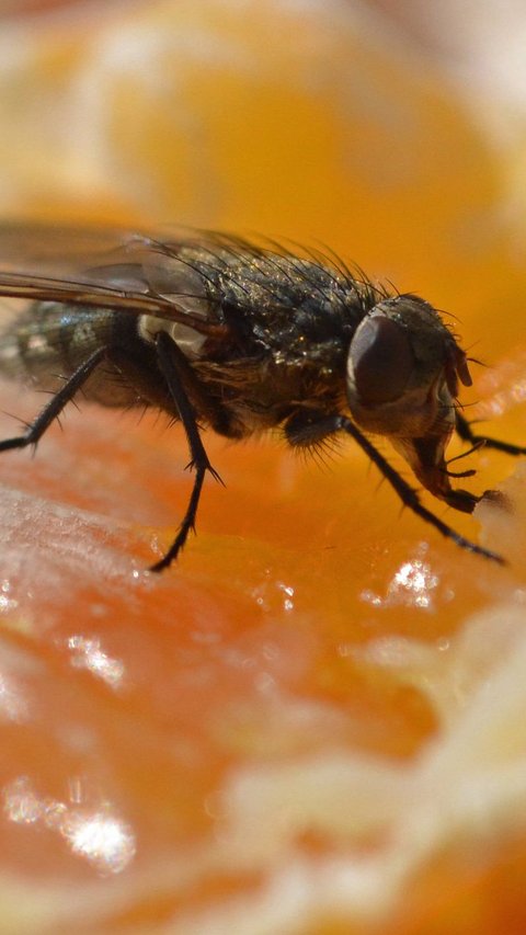 Why do flies always vomit or defecate every time they land?