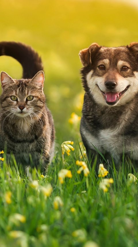 Ngambek Ditelantarkan 3 Anaknya, Ibu Wariskan Harta Rp44 Miliar untuk Kucing dan Anjing Peliharaan