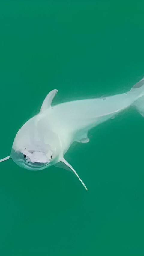 For the First Time, Rare White Shark Baby Found in California