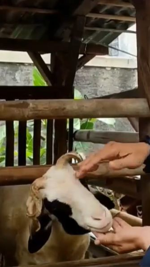 Hanya Ada 7 di Pulau Jawa, Ini Fakta Kambing Unik Bertanduk 5 di Bogor