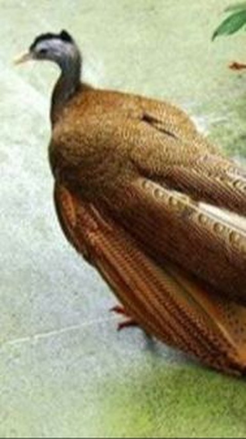 Burung Kuau Raja dari Zaman Purba yang Ditemukan di Indonesia, Ini Fakta Lengkapnya