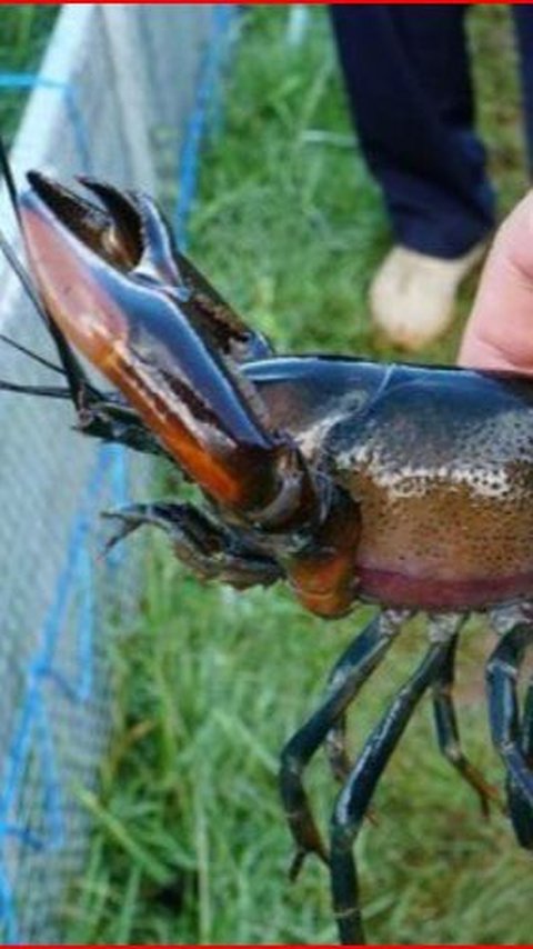 Mencicipi Udang Selingkuh, Lobster Air Tawar dari Papua Hasil Perselingkuhan Udang dan Kepiting