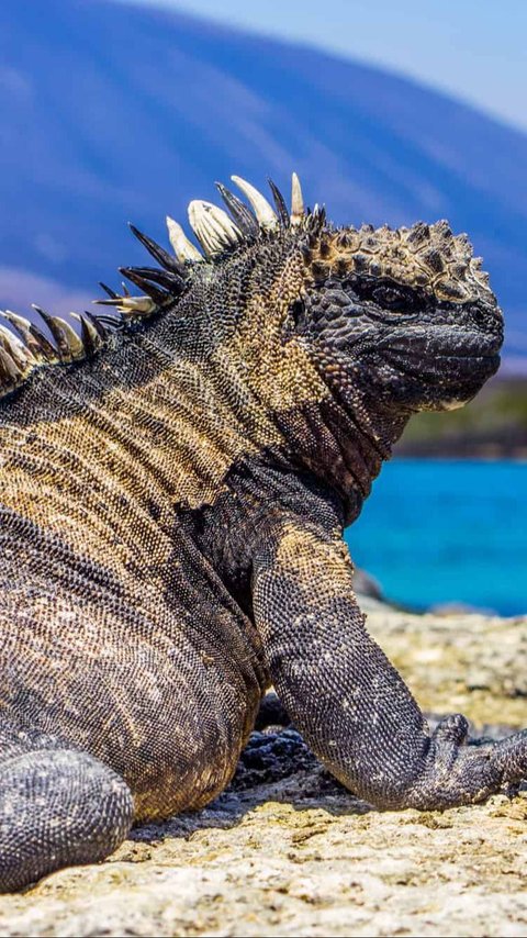 Getting to Know the Sea Iguana that Resembles Godzilla