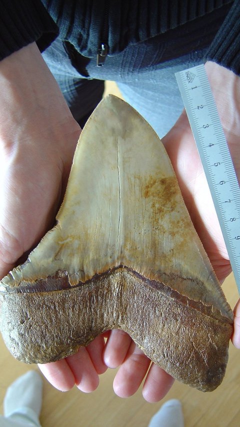 Heboh Penemuan Fosil Gigi Megalodon 10.000 Kaki di Bawah Laut