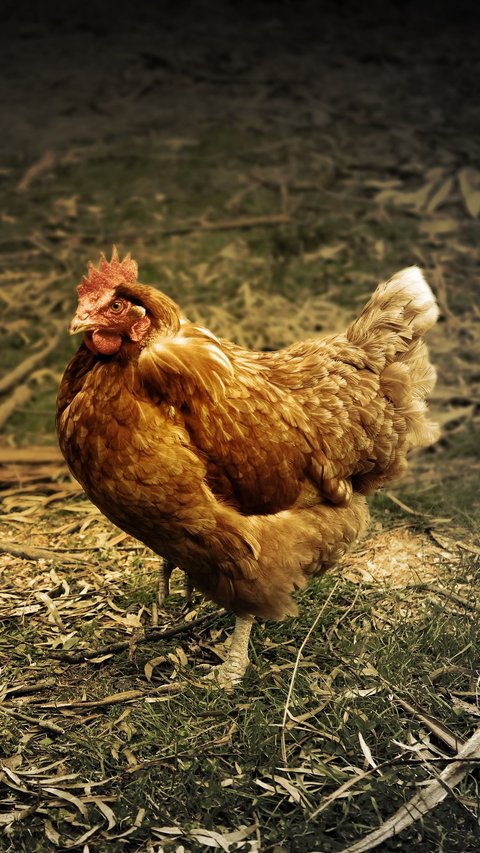 Ilmuwan Sebut Kebanyakan Manusia Mampu Pahami Perasaan Ayam