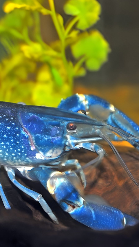 Fisherman Accidentally Finds the Rarest Blue Lobster in the World