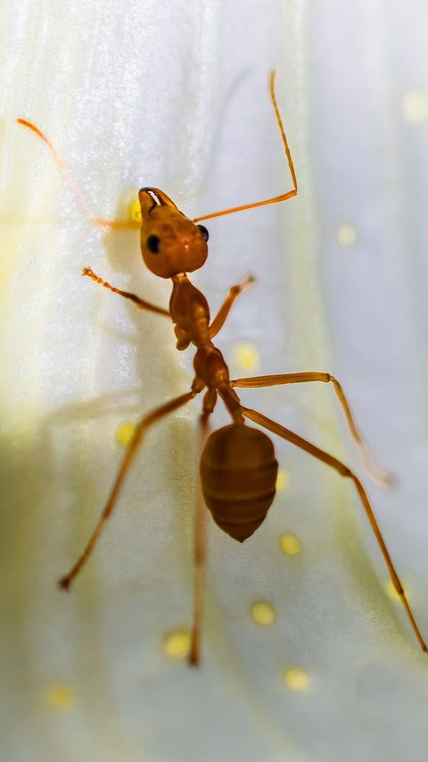 10 Meanings of Dreaming Being Bitten by Red Ants, Beware of the Negative Effects of Small Things that are Often Ignored!