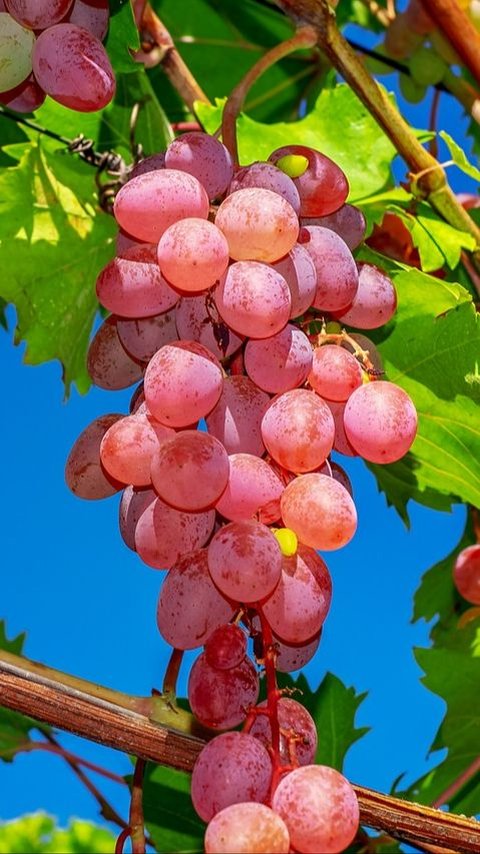Manfaat Biji Anggur Bagi Kesehatan, Efektif Turunkan Risiko Kanker