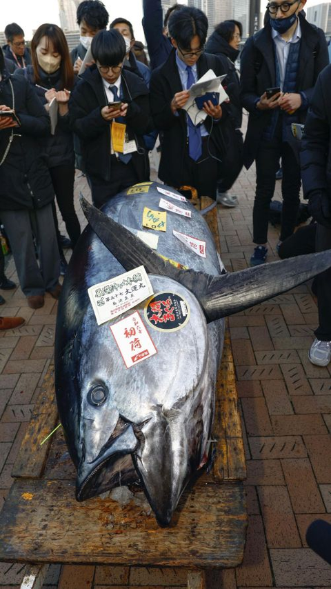 Pecah Rekor! Ikan Tuna Sirip Biru di Jepang Terjual Rp12 M
