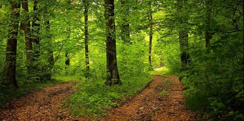 India Geger, Seorang Perempuan Diikat di Pohon dalam Hutan, Mengaku Tidak Makan Minum Selama 40 Hari