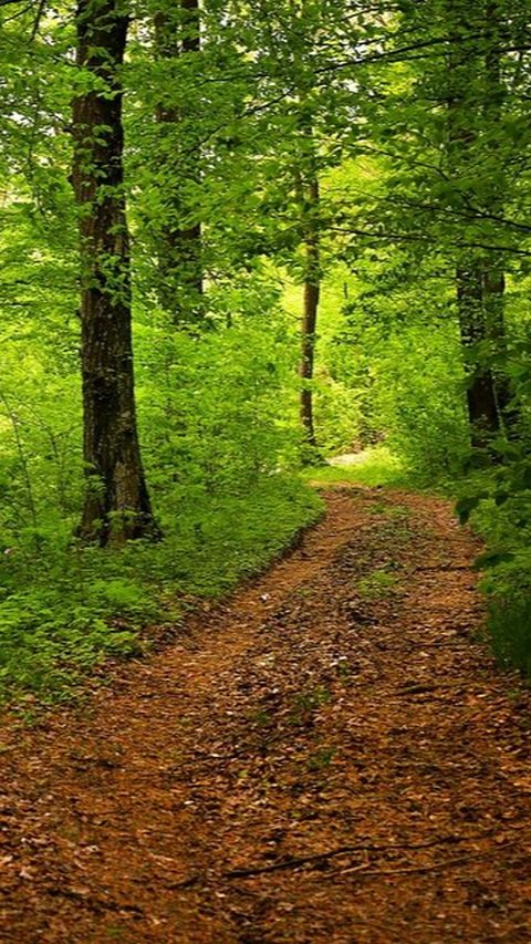 India Geger, Seorang Perempuan Diikat di Pohon dalam Hutan, Mengaku Tidak Makan Minum Selama 40 Hari