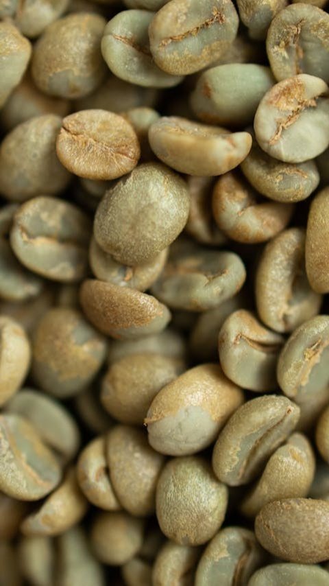 Tak Banyak Disadari, Ini Manfaat Kesehatan dari Konsumsi Kopi Hijau