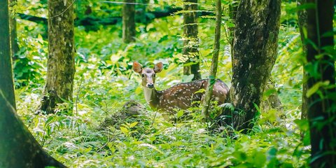 Kawanan Rusa Totol Asal Istana Kepresidenan Bogor di Taman Cadika