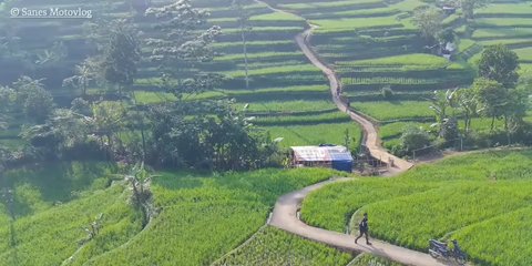 Viral Pemandangan Sawah Cisema Banjaran di Bandung, Intip Keindahannya yang Mirip Lukisan