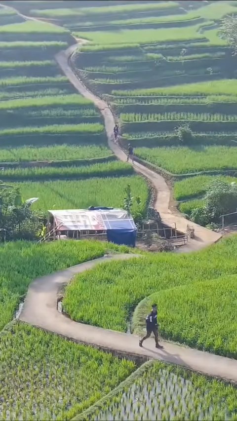 Viral Pemandangan Sawah Cisema Banjaran di Bandung, Intip Keindahannya yang Mirip Lukisan