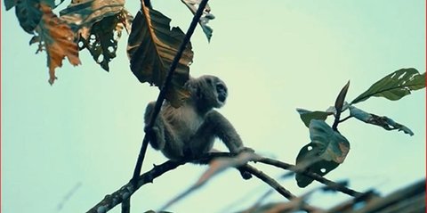 Cerita Konservasi Owa Jawa di Hutan Petungkriyono Pekalongan, Ubah Mindset Warga dari Pemburu Jadi Pelindung