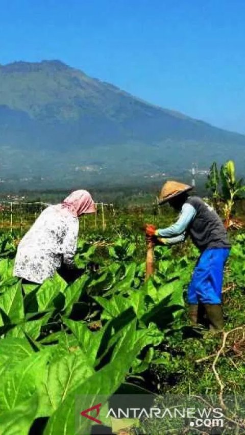 Curhat Petani yang Khawatir Harga Tembakau Turun Gara-Gara Aturan Ini