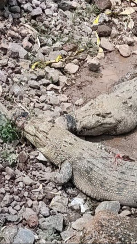 Banyak Buaya Bermunculan ke Darat, Petugas Sebut Musim Kawin dan Bertelur