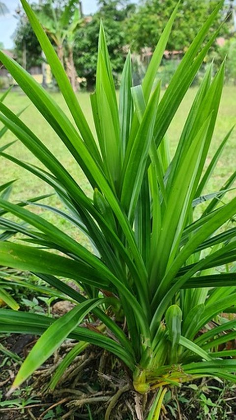 5 Mitos Mandi Daun Pandan yang Sering Dipercaya, Menghilangkan Aura Negatif