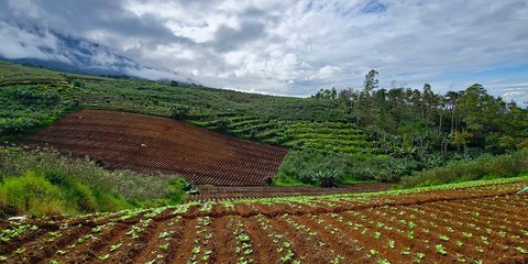 Eksotisme Desa Tulungrejo Kota Batu, Desa Terbaik di Indonesia yang Kaya Potensi Pertanian dan Super Kreatif