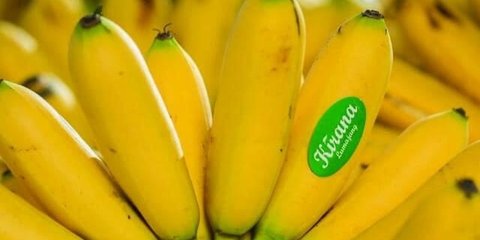 Mencicipi Pisang Mas Kirana Lumajang, Buah Favorit Warga Eropa hingga Tiongkok