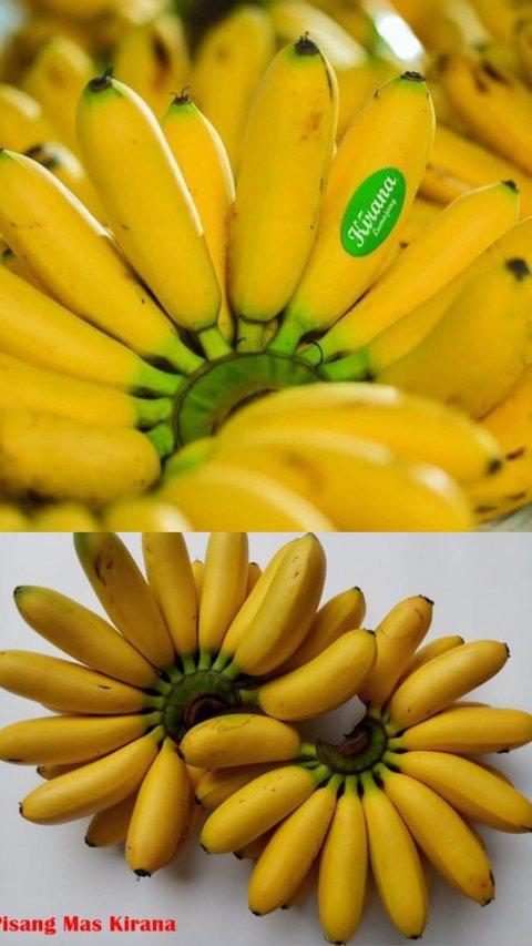 Mencicipi Pisang Mas Kirana Lumajang, Buah Favorit Warga Eropa hingga Tiongkok