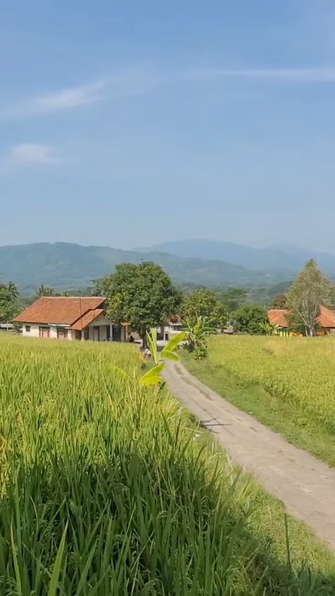 Kampung di Sumedang Ini Idaman Banget, Dikelilingi Sawah dan Punya Mata Air Jernih