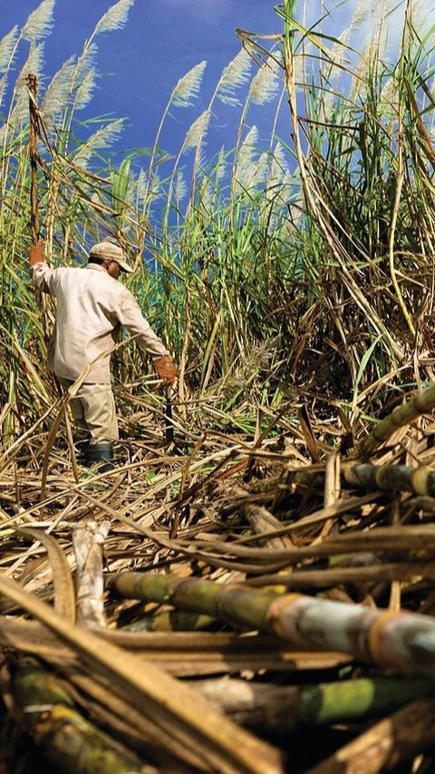 Tidak Hanya Tebu, Bioethanol Ternyata Bisa Dikembangkan dari Sumber Lain