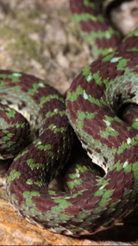 Peneliti Temukan Spesies Baru Ular Cantik di Sela Batu Kapur, Punya Bulu Mata Berwarna Hijau Zamrud