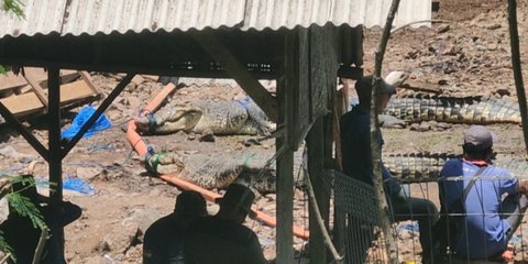 Tembok Penangkaran Sempat Jebol, Belasan Buaya Akhirnya Dipindahkan dari Cianjur ke Sumsel