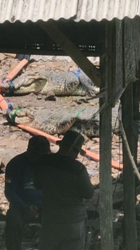 Tembok Penangkaran Sempat Jebol, Belasan Buaya Akhirnya Dipindahkan dari Cianjur ke Sumsel