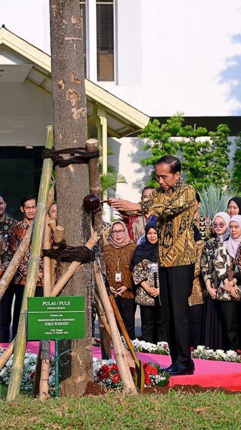 Jokowi Tanam Pohon Pulai di Istana Jakarta Jelang Pensiun, Ini Maknanya