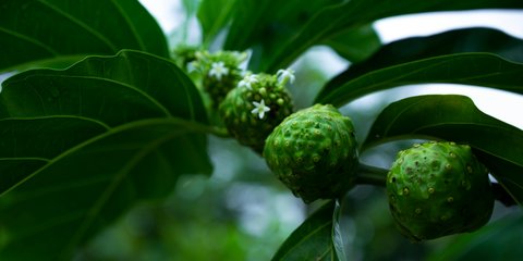 Menggali Khasiat Buah Mengkudu, Solusi Alami untuk Kesehatan yang Tak Boleh Terabaikan