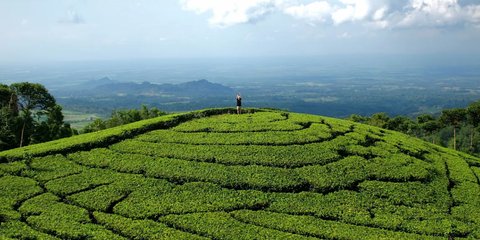 Mengunjungi Desa Girikerto Ngawi, Ada Kebun Teh Warisan Kolonial hingga Mata Air Alami yang Tak Pernah Kering