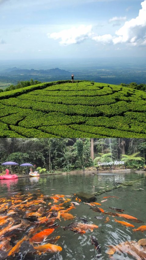 Mengunjungi Desa Girikerto Ngawi, Ada Kebun Teh Warisan Kolonial hingga Mata Air Alami yang Tak Pernah Kering