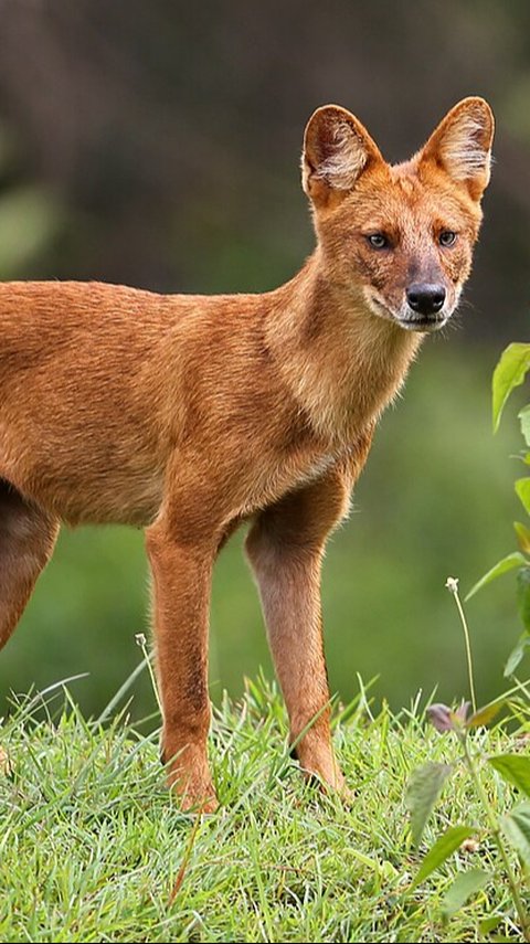 Mengenal Ajag, Anjing Hutan Asli Indonesia Punya Lolongan Panjang tapi Bukan Serigala