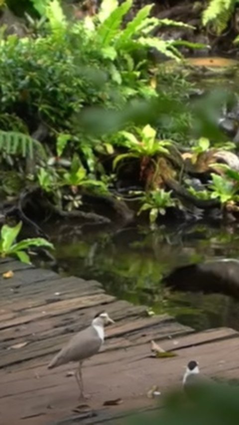 Potret Aviary Irfan Hakim Dibuat Bak Hutan Sungguhan yang Dihuni Ratusan Hewan & Dilengkapi Air Terjun