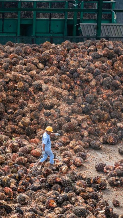 Indonesia Terancam Kehilangan Rp50 Triliun per Tahun Akibat Kebijakan Uni Eropa, Malaysia Malah Diuntungkan