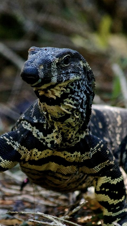 Jenis-jenis Reptil Ini Ternyata Banyak Peminatnya, Termasuk Biawak