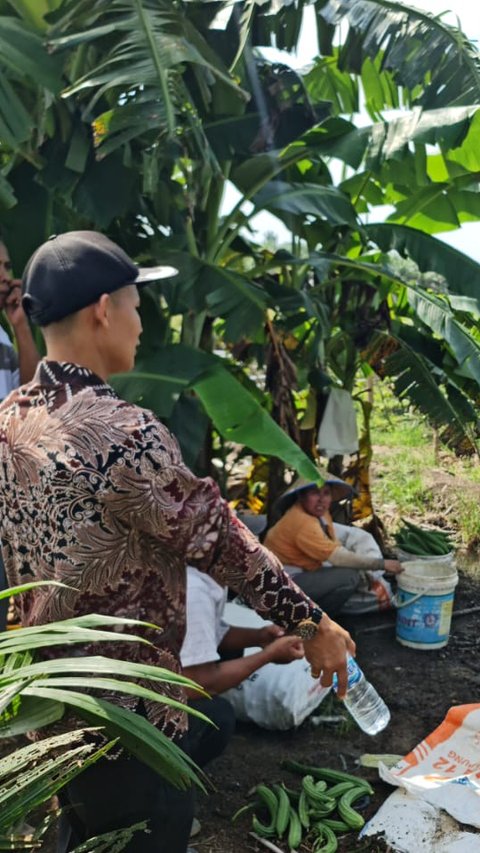 Pesan Damai Pilkada dari Ladang Petani