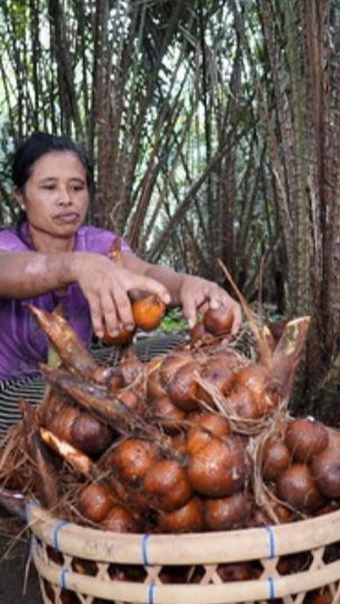 Mengunjungi Bangkalan Kota Salak Terkemuka di Jawa Timur, Ada Salak Apel hingga Salak Kerbau