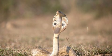 Penelitian ini Ungkap Ular King Cobra Bukan Hanya Satu Spesies Saja