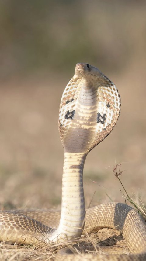 Penelitian ini Ungkap Ular King Cobra Bukan Hanya Satu Spesies Saja