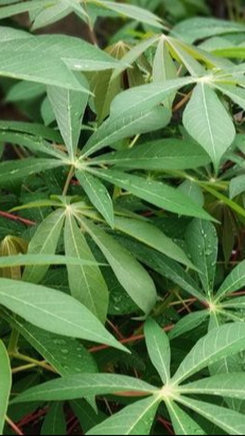 Cara Sederhana Merebus Daun Singkong Tanpa Soda Kue