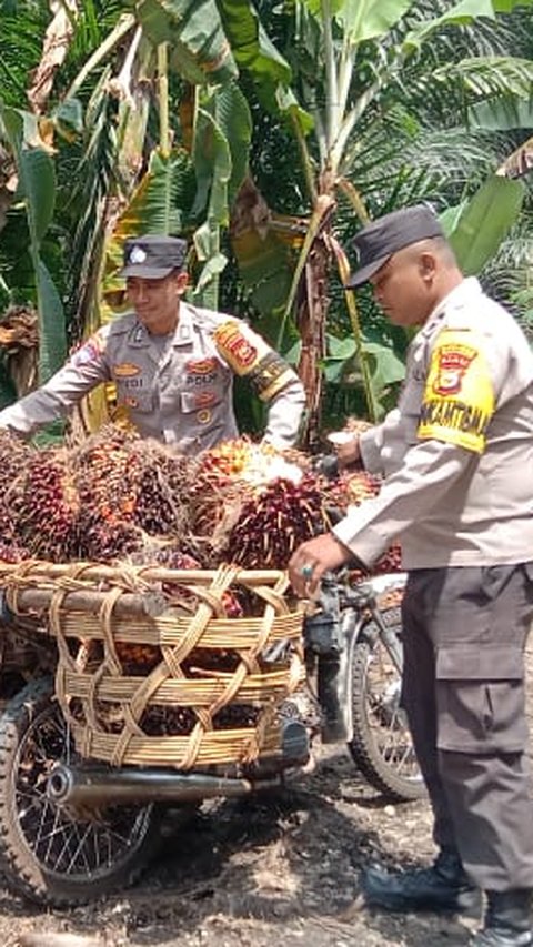 Aksi Bhabinkamtibmas Bermandi Keringat Bantu Petani Sawit