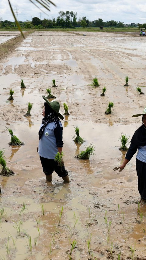 Pemerintah Pede Bisa Swasembada 4 Tahun ke Depan, Ini Buktinya