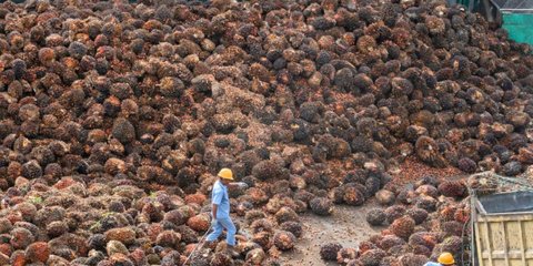 Narkoba Marak di Kalangan Pekerja Sawit, Tanda Sawit Ada yang Ditukar dengan Sabu