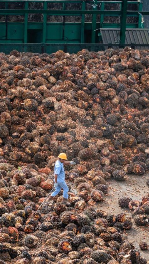 Narkoba Marak di Kalangan Pekerja Sawit, Tanda Sawit Ada yang Ditukar dengan Sabu