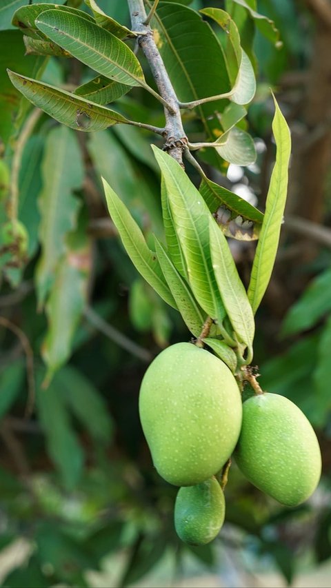 8 Manfaat Biji Mangga untuk Kesehatan, Salah Satunya Bantu Kontrol Diabetes