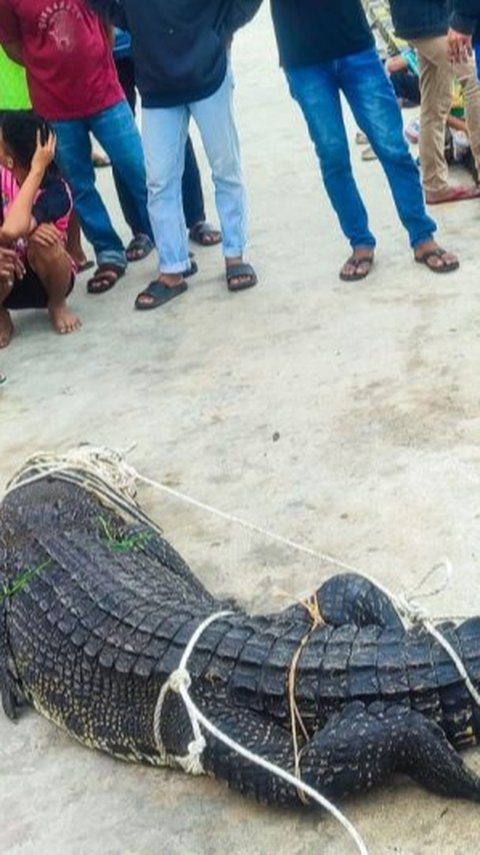 Tembok Penangkaran Jebol, Buaya Milik Pengusaha di Cianjur ke Sawah Dekat Permukiman Warga